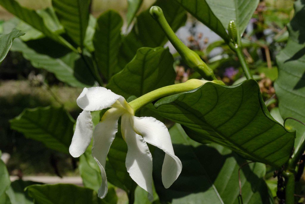 Tabernaemontana africana